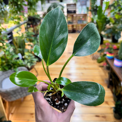 Philodendron &