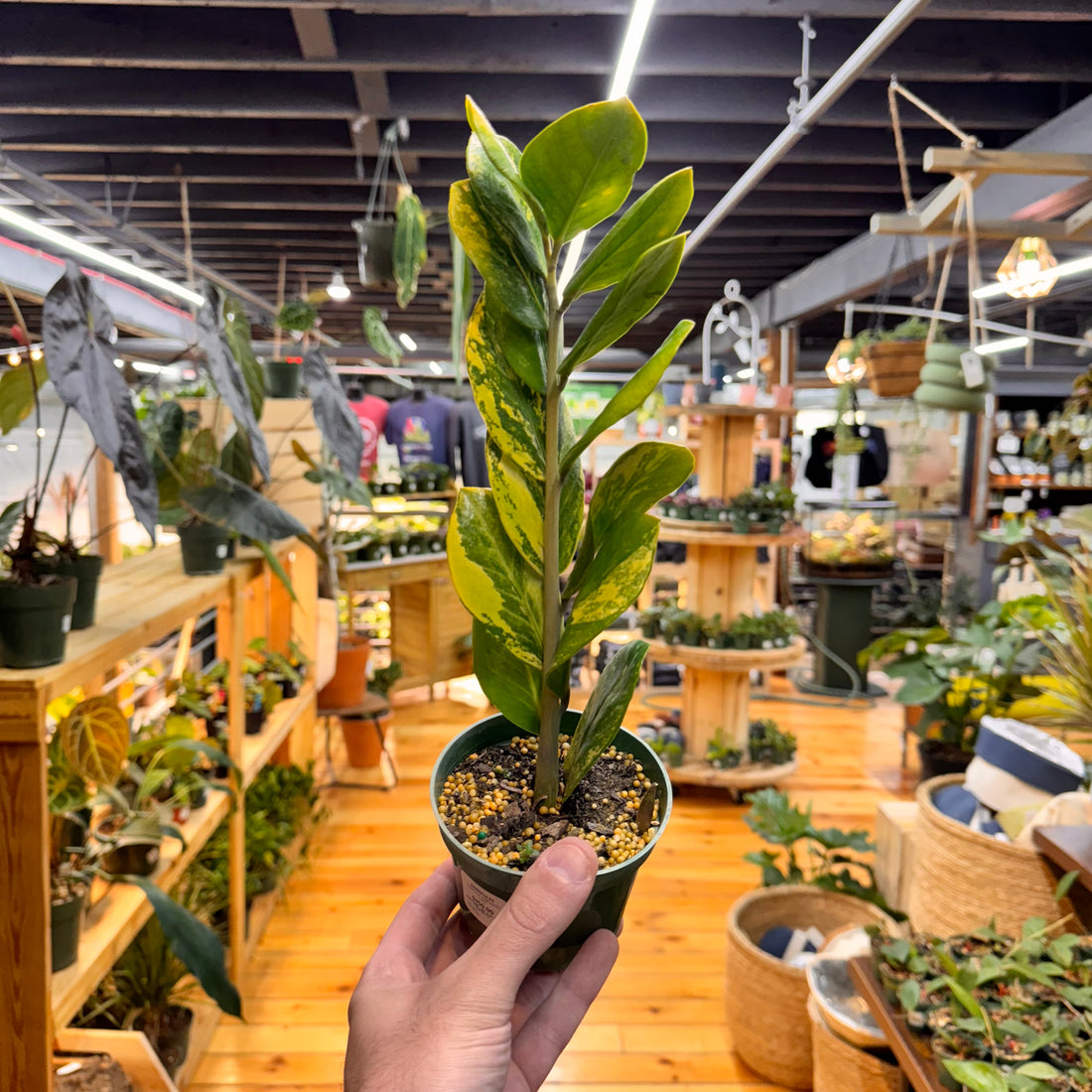 Zamioculas Zamiifolia Variegated