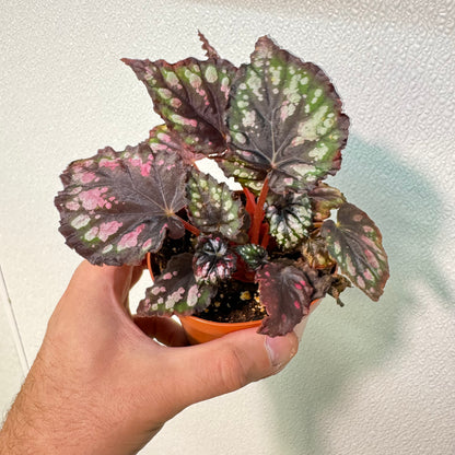 Begonia Etna