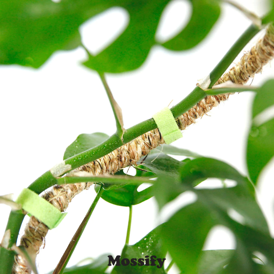 The Original Bendable Coir Pole™