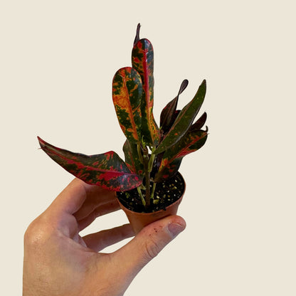 2&quot; Mini Assorted Plants