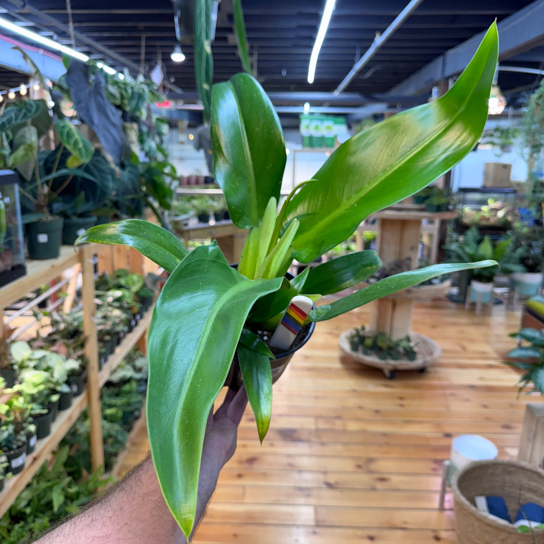 Philodendron Fat Boy