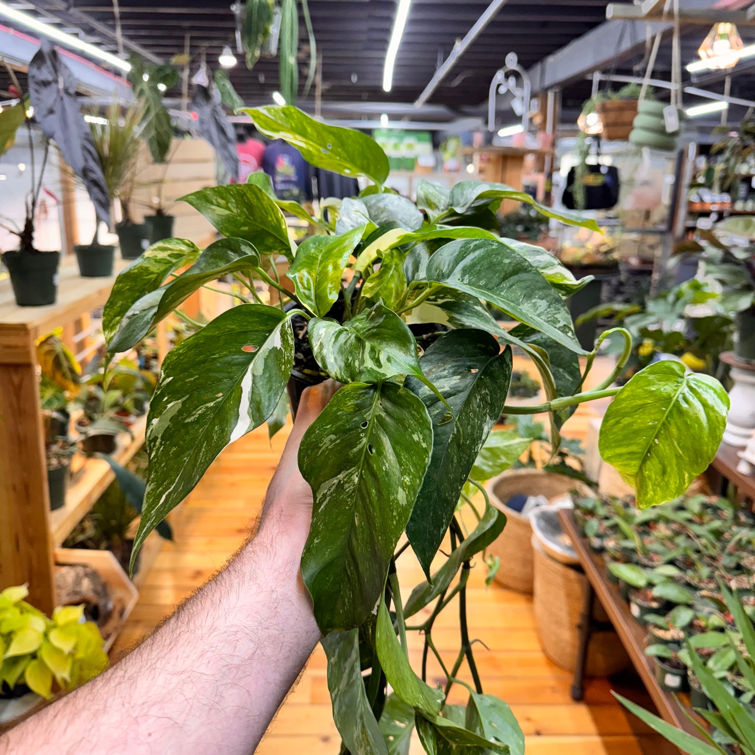 Epipremnum Pinnatum Albo