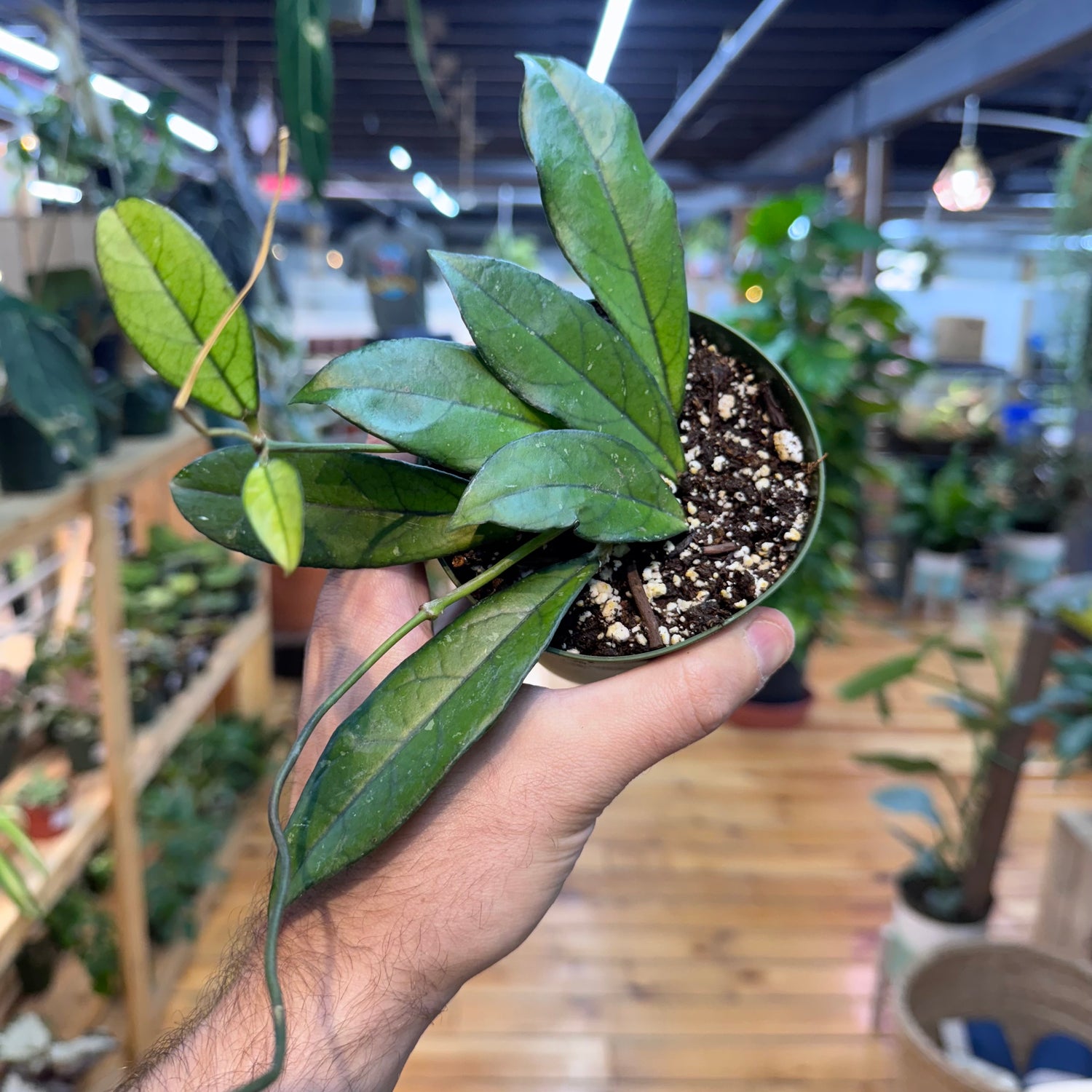 Hoya Crassipetiolata