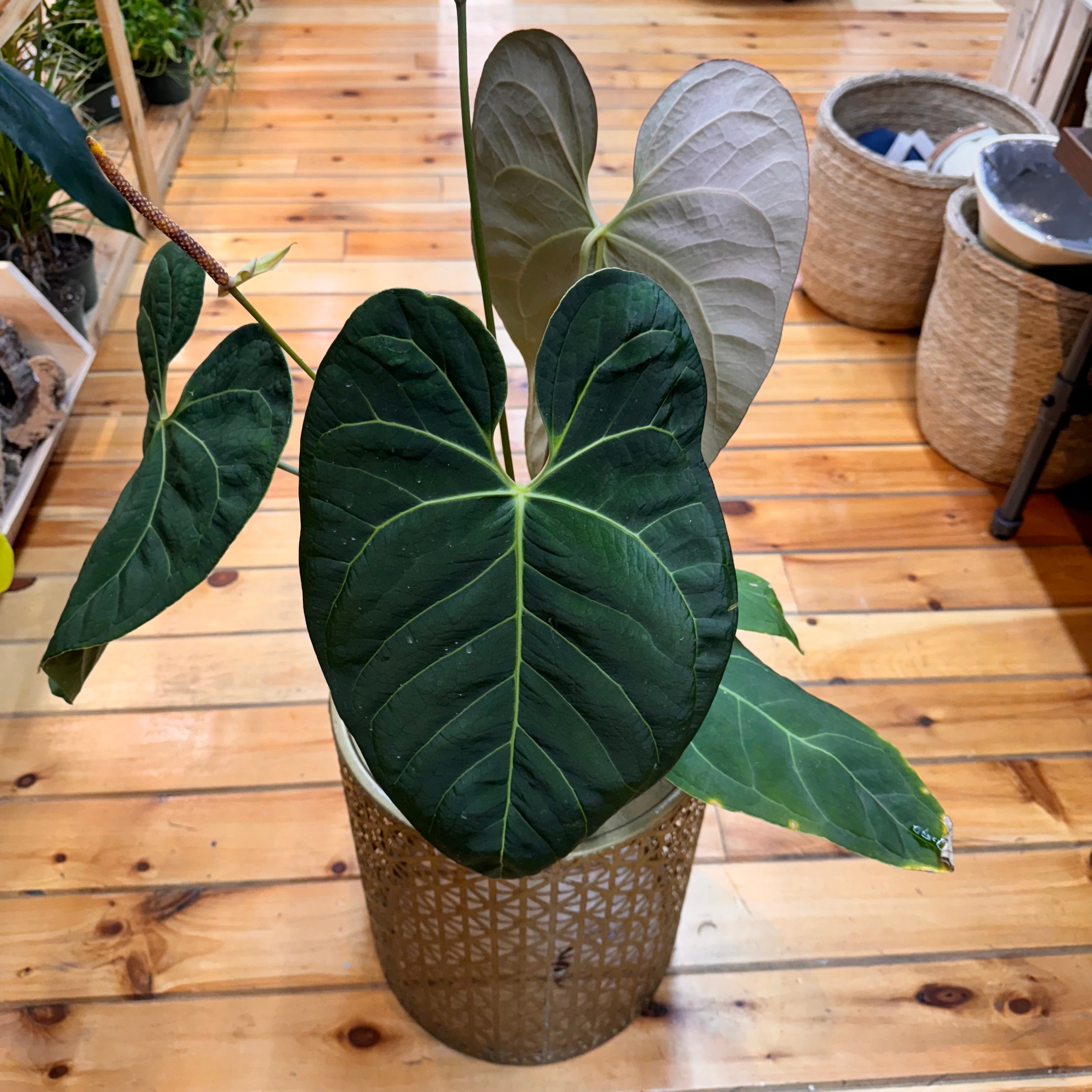 Anthurium Crystallinum x Magnificum x Subsignatum