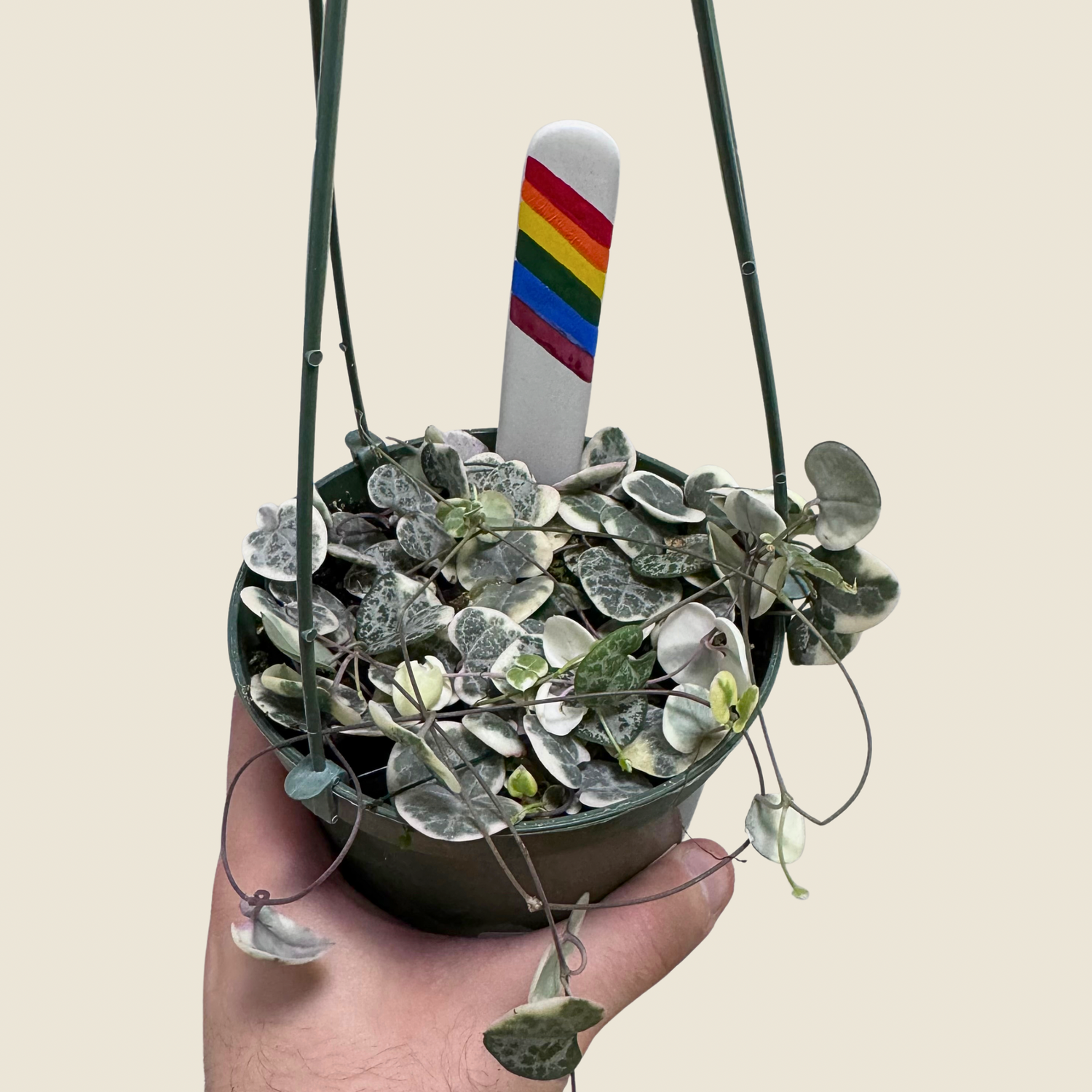 String of Hearts Variegated