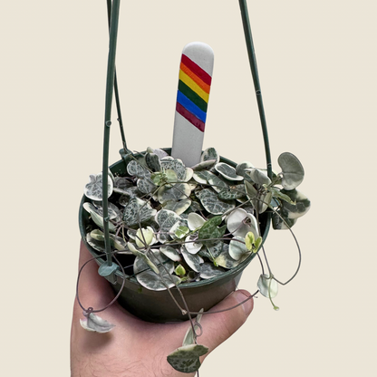 String of Hearts Variegated