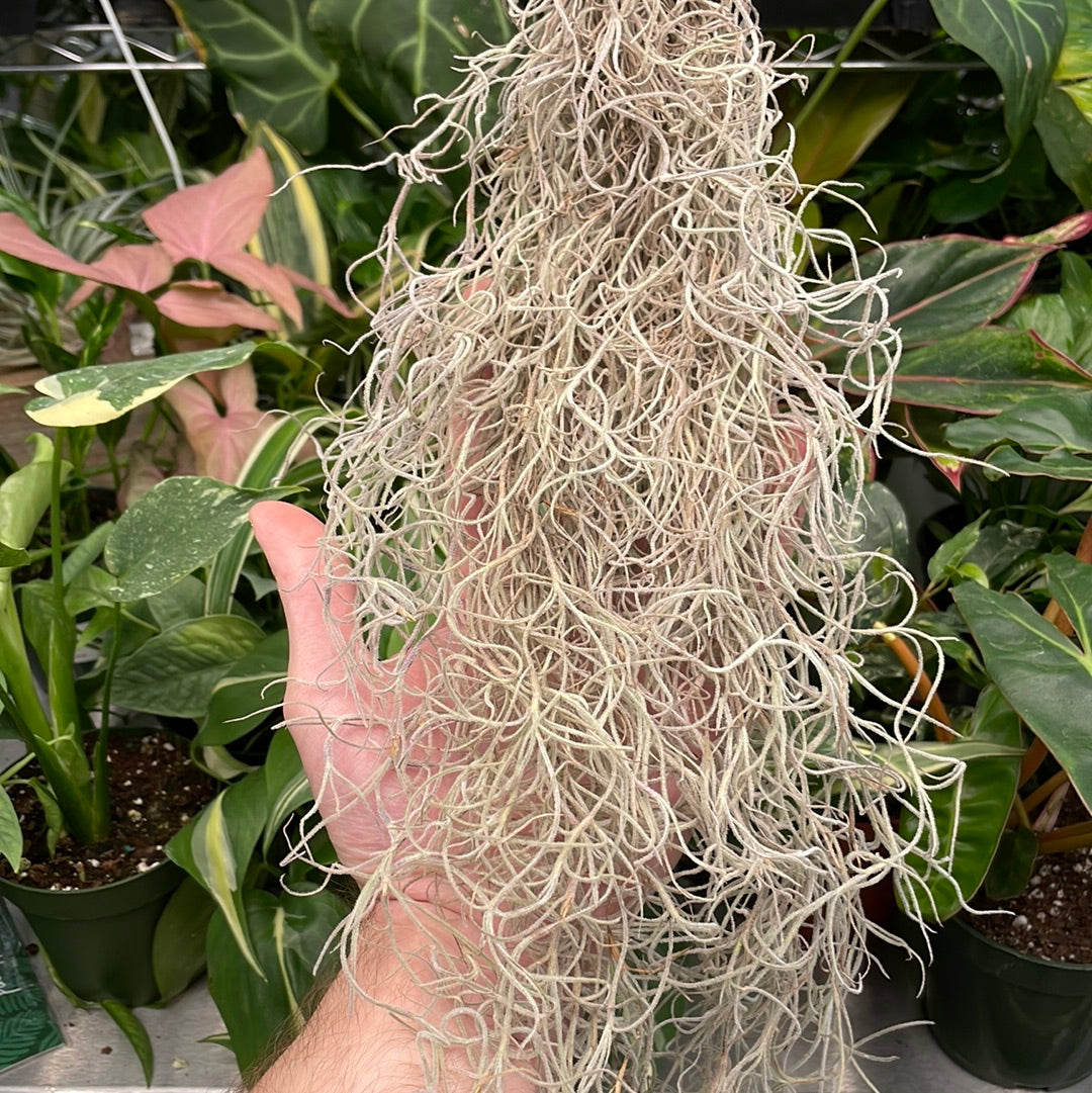 Spanish Moss Usneoides Air Plant