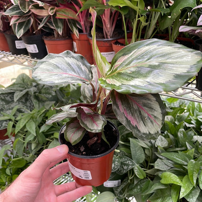 Calathea Roseopicta Silvia