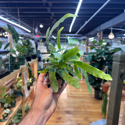 Fern Blue Star