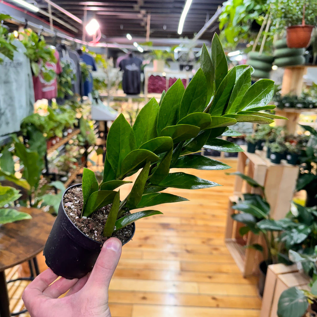 Zamioculas Zamiifolia &