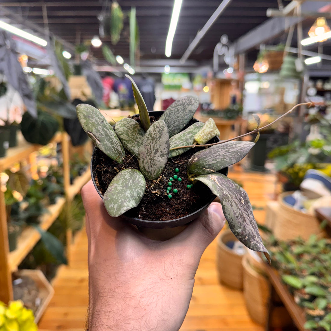 Hoya Sigillatis