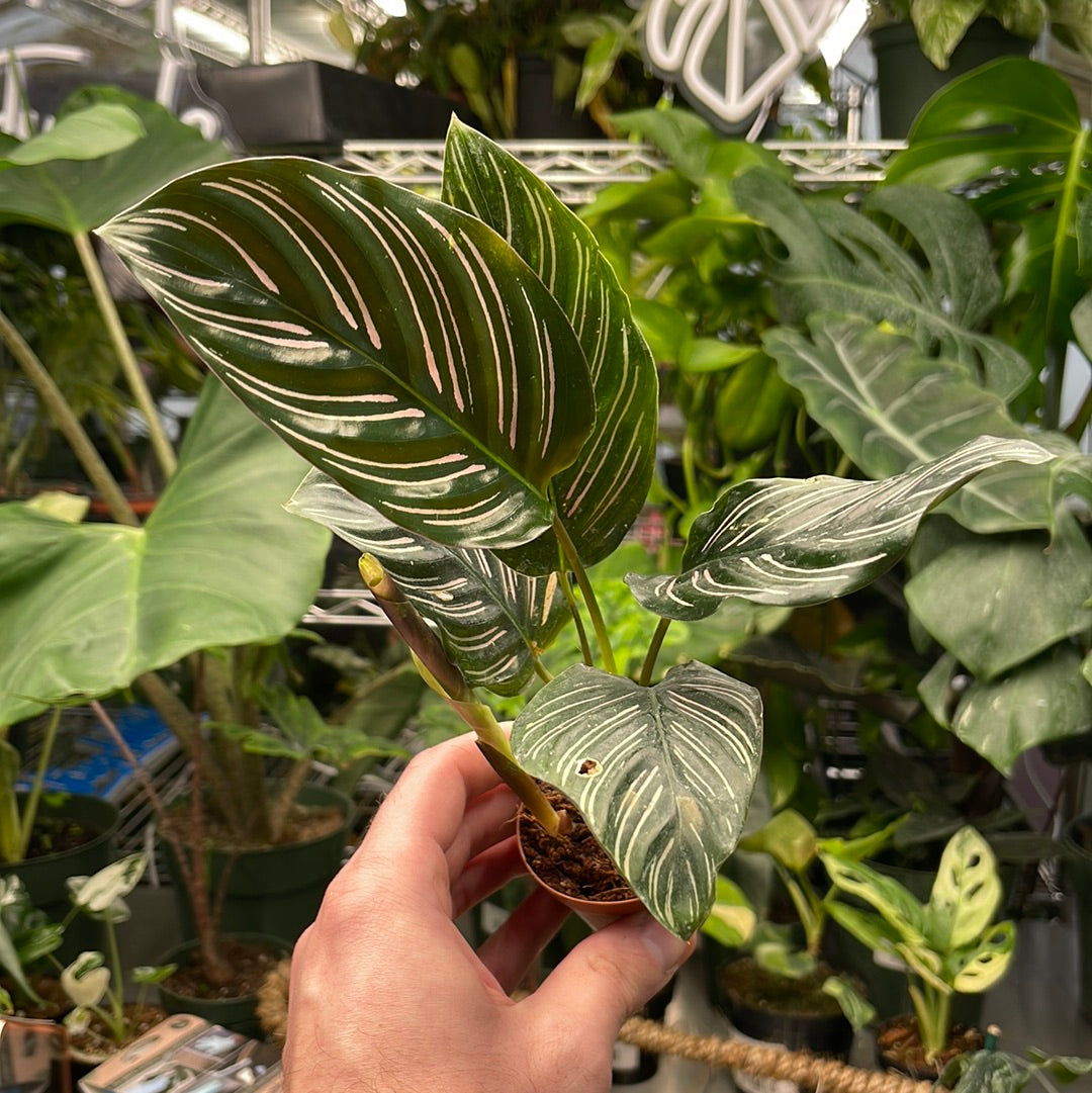 Calathea Ornata