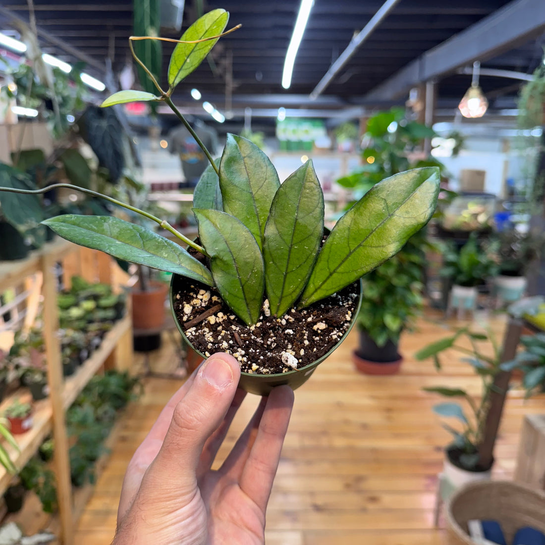 Hoya Crassipetiolata