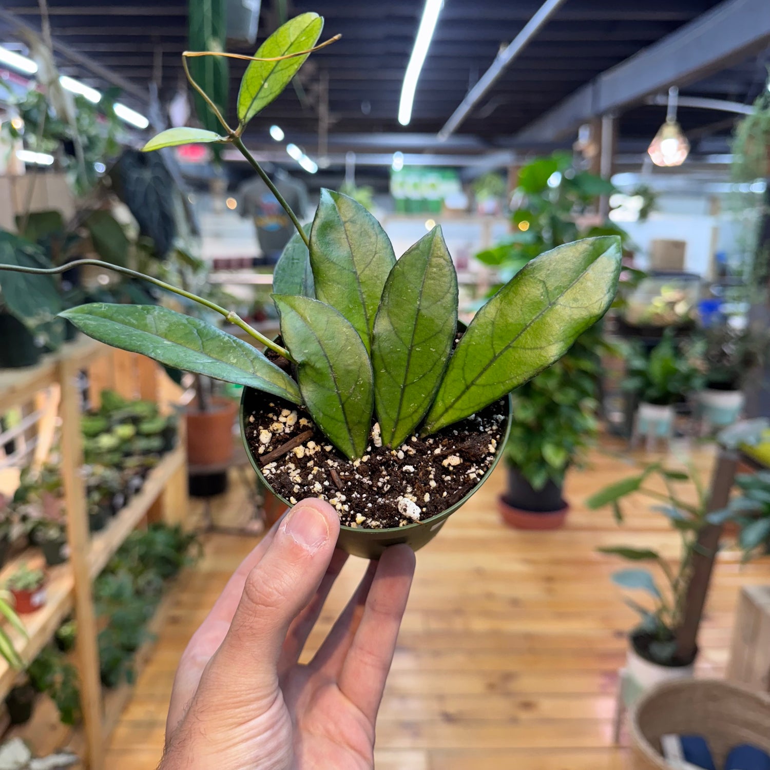 Hoya Crassipetiolata