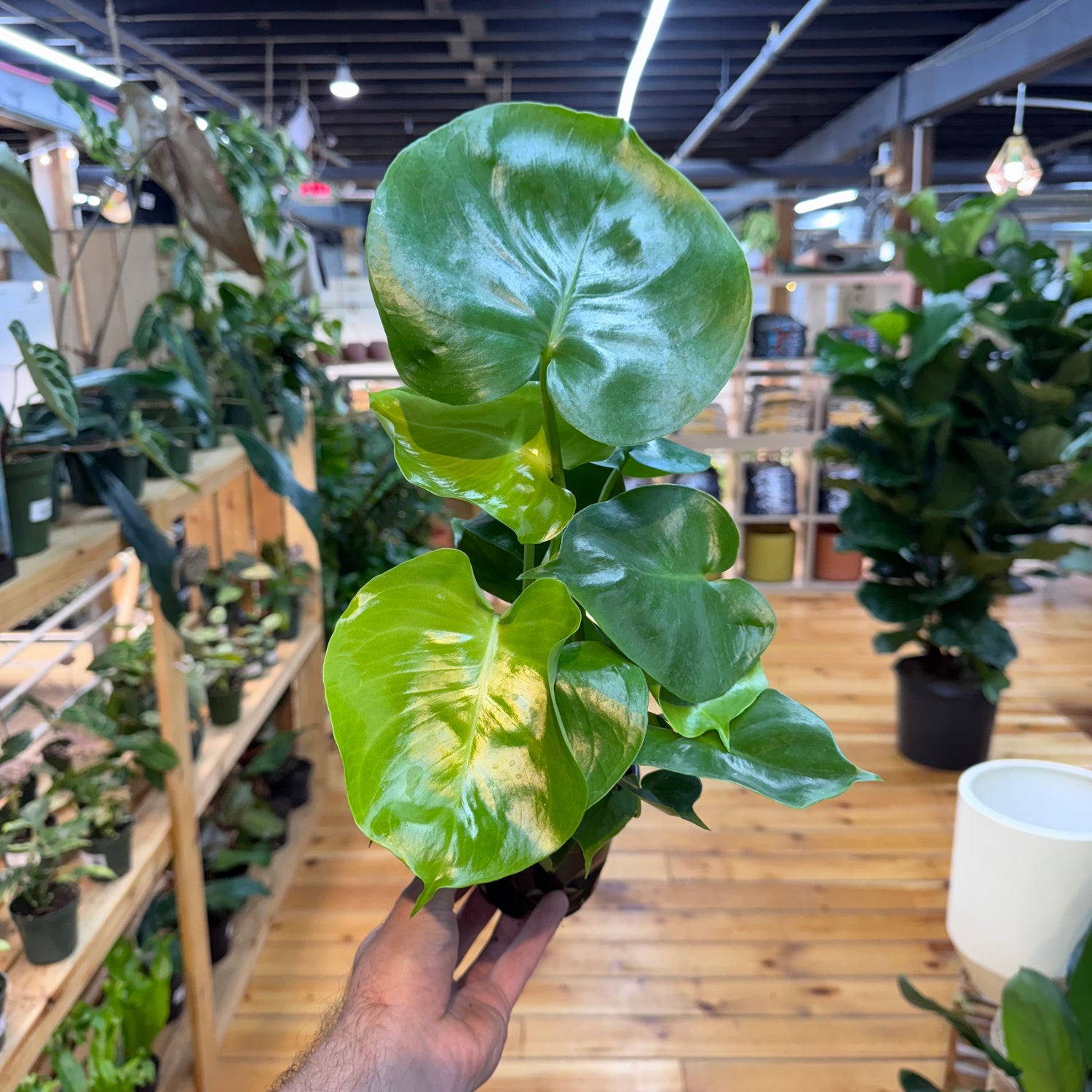 Monstera Deliciosa
