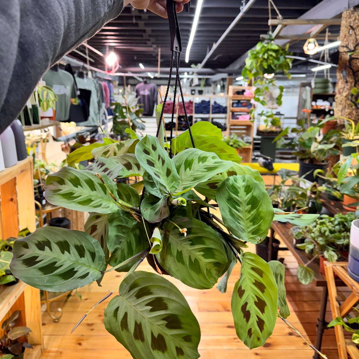 Maranta Leuconeura &