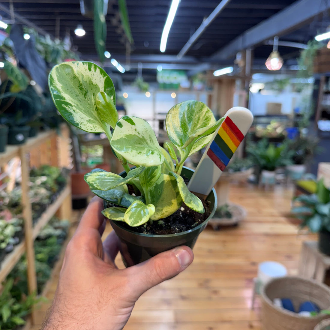 Peperomia Golden Gate