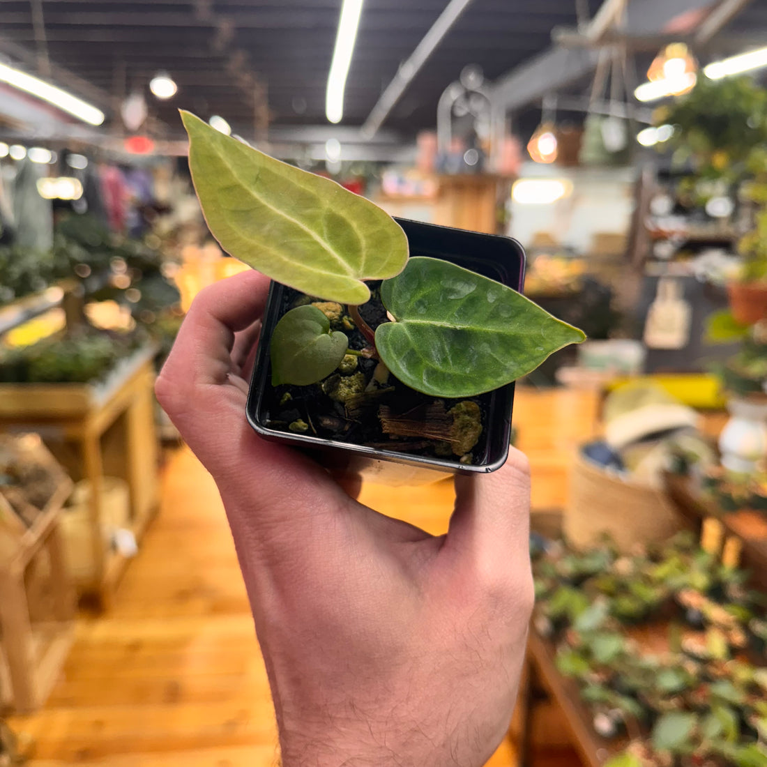 Anthurium (Crystal x AoS DF) x (Brielle x Zara)