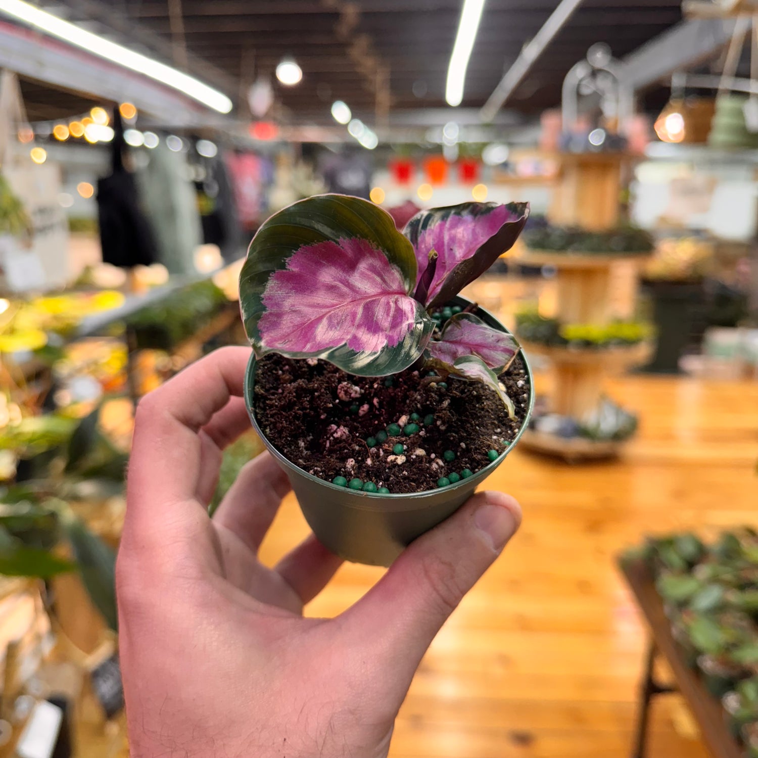 Calathea Roseopicta Rosy