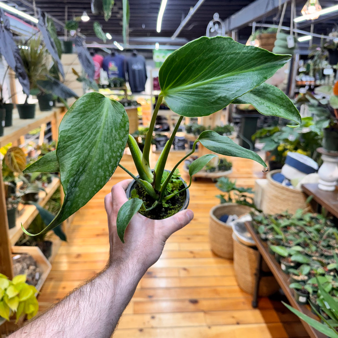 Monstera Burle Marx Flame
