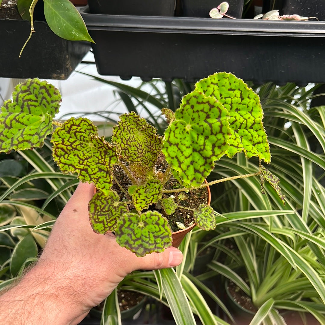 Begonia Deco Checks