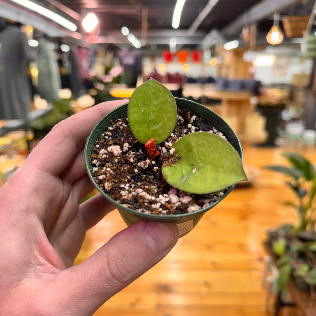 Hoya Lacunosa &