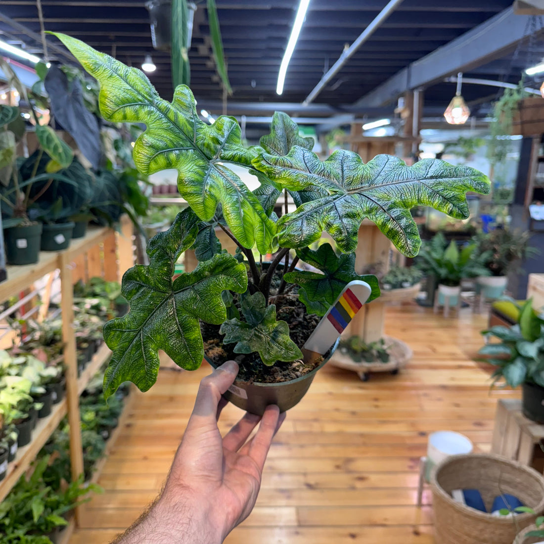 Alocasia Jacklyn