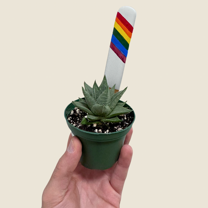 Gasteraloe &