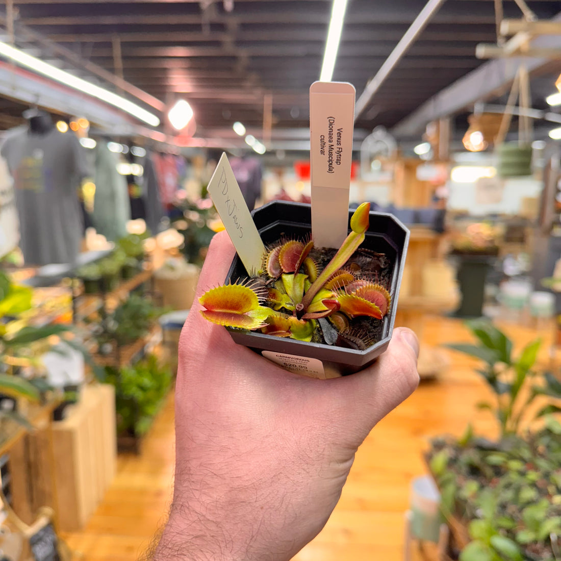 Venus Fly Trap