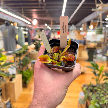 Venus Fly Trap