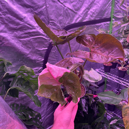 Syngonium Strawberry Ice