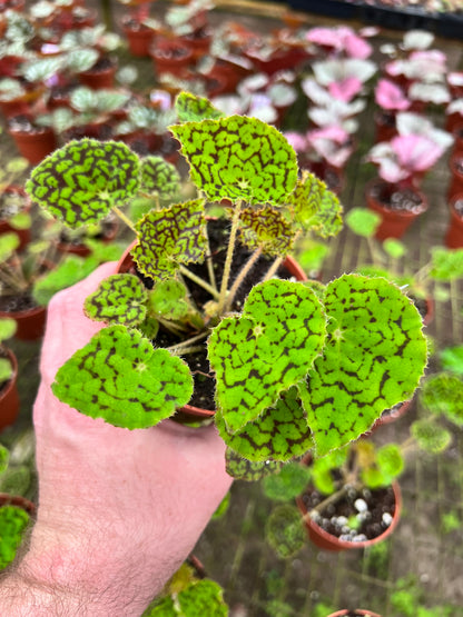 Begonia Deco Checks
