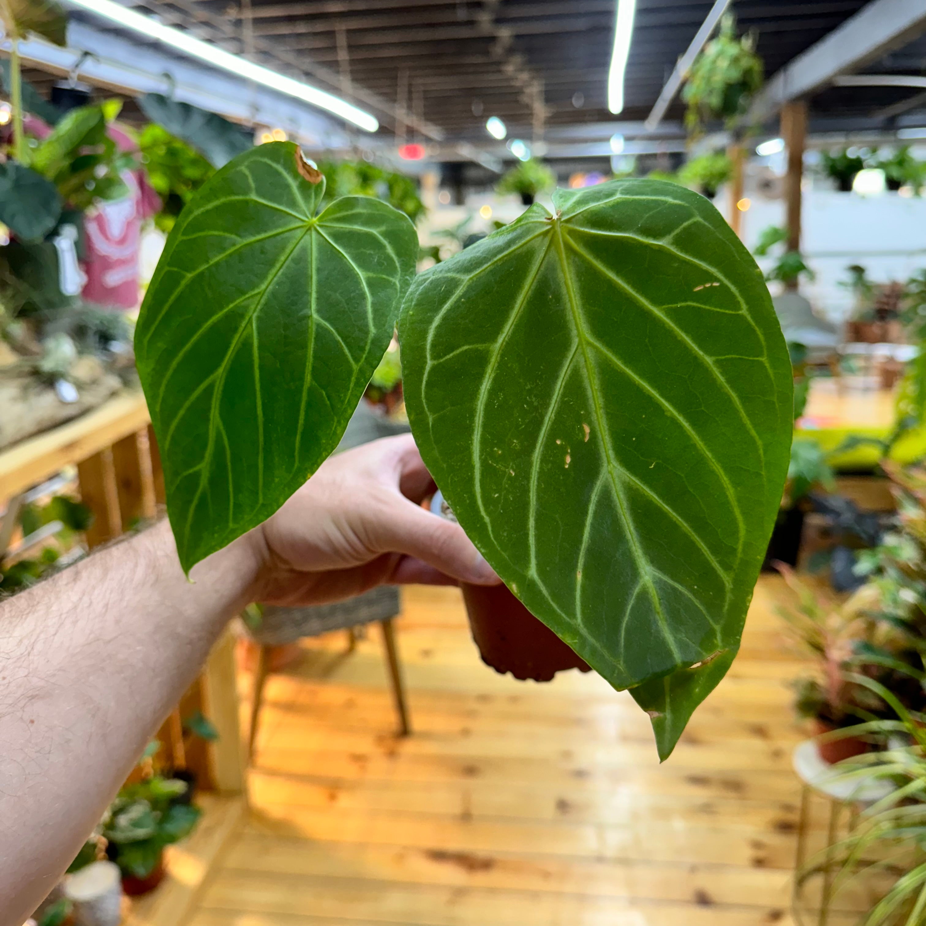 Anthurium Magnificum