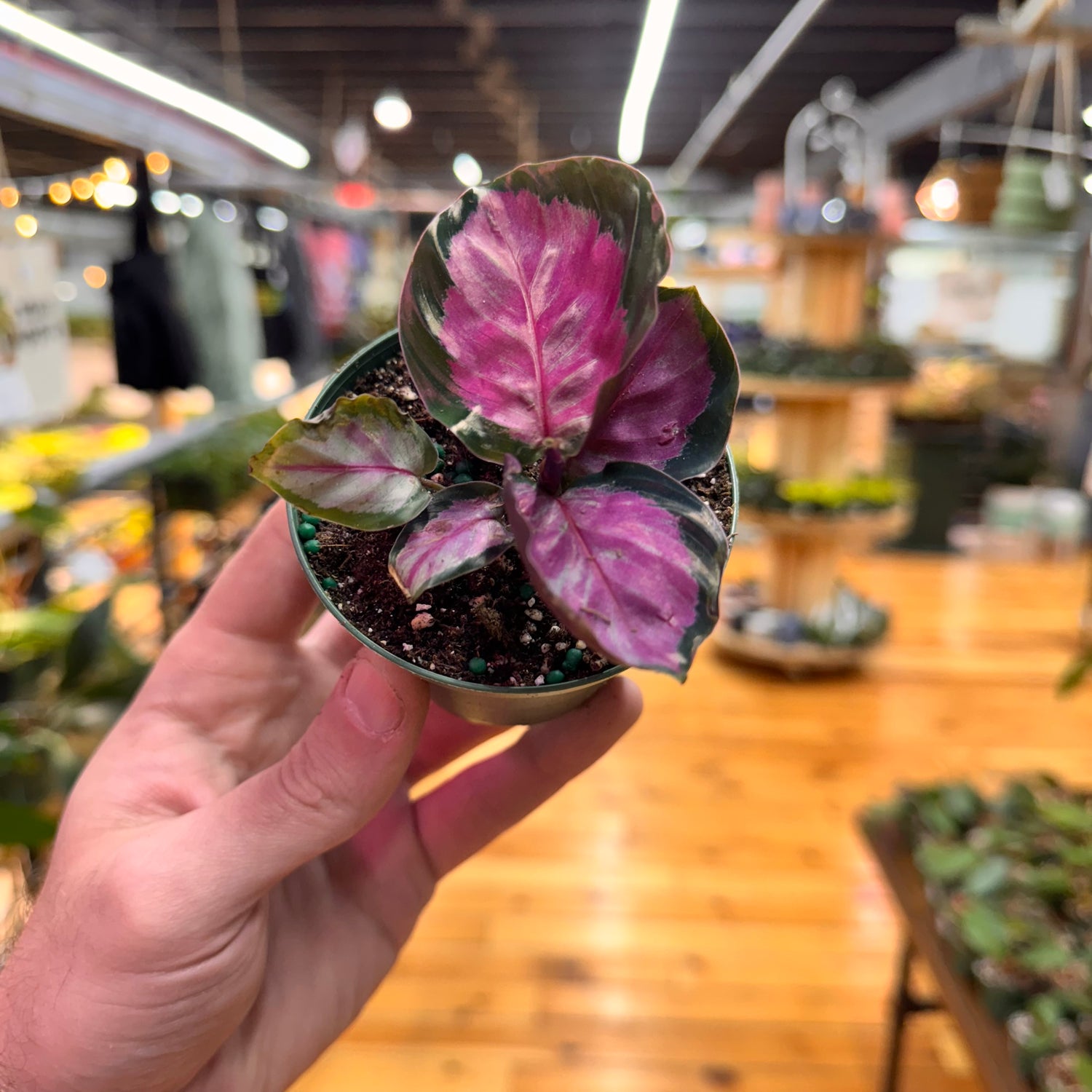 Calathea Roseopicta Rosy