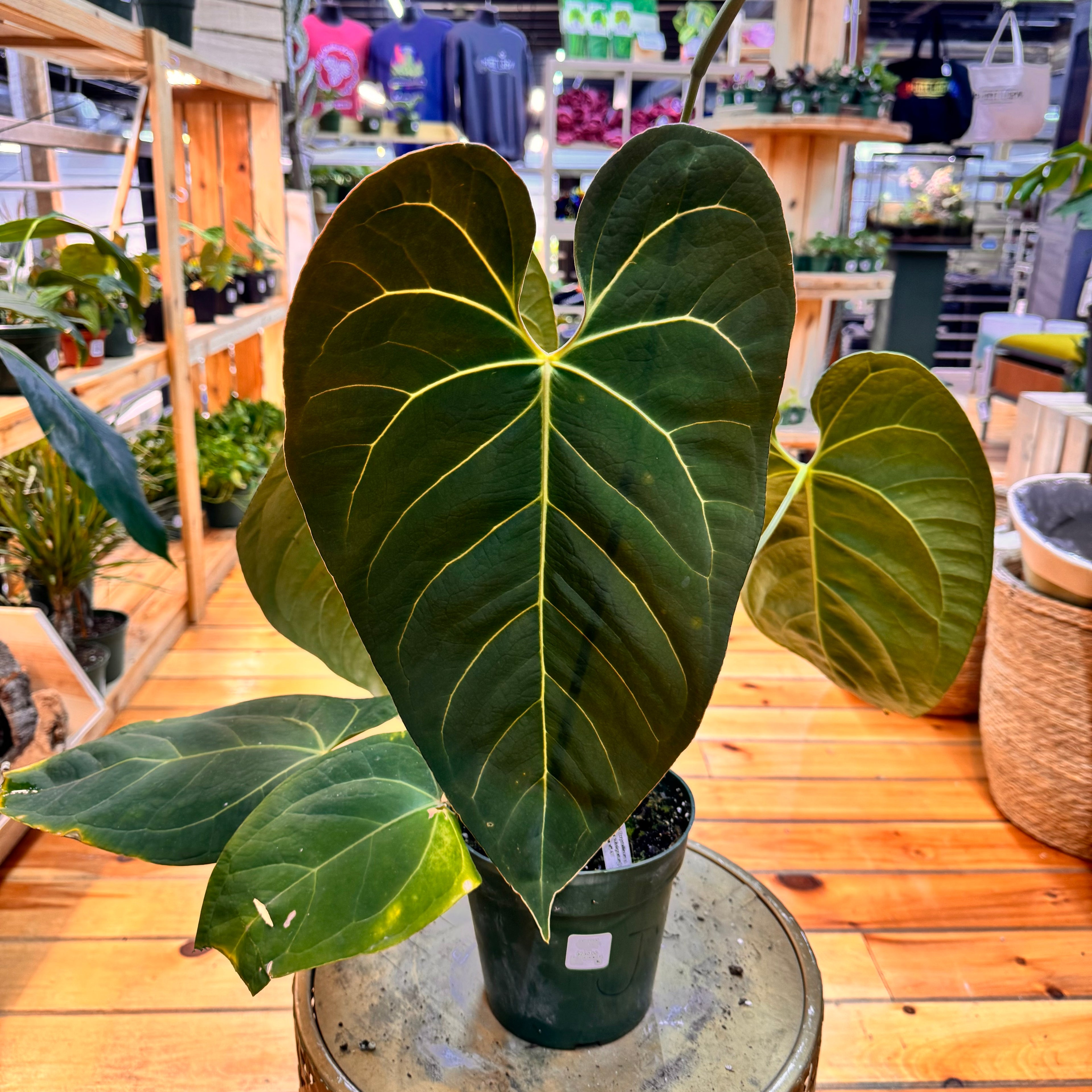 Anthurium Crystallinum x Magnificum x Subsignatum