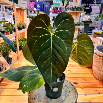 Anthurium Crystallinum x Magnificum x Subsignatum