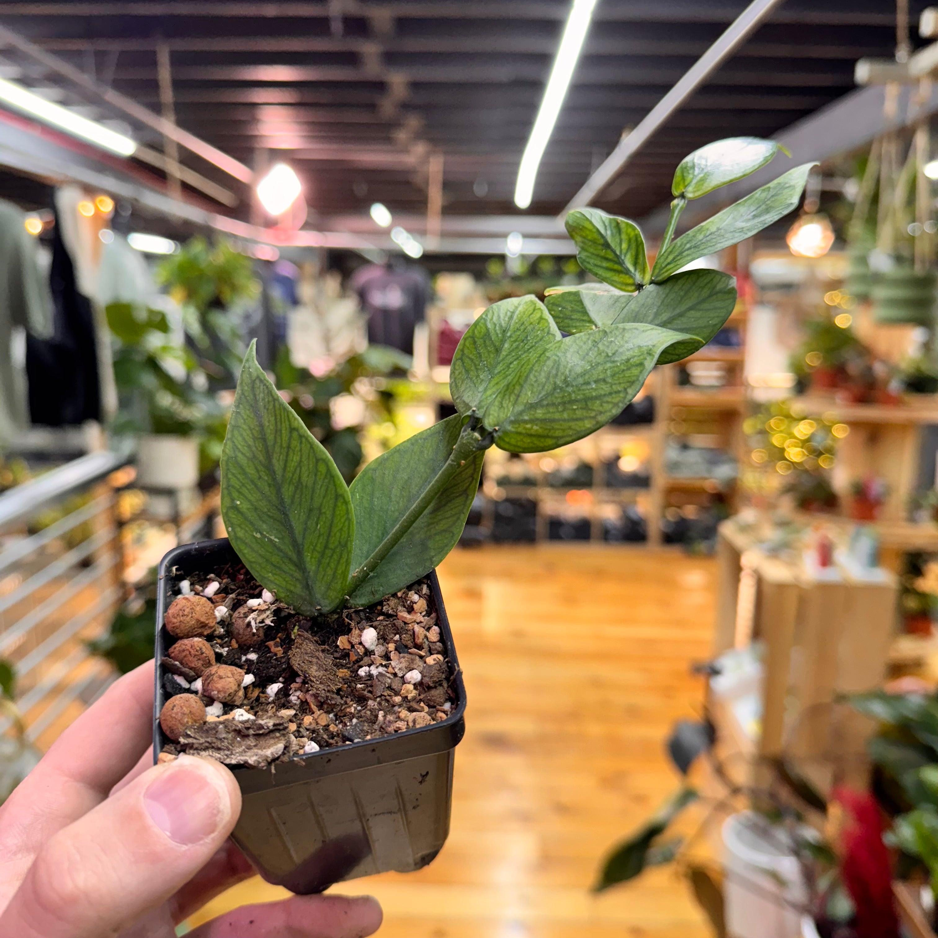Hoya Polyneura