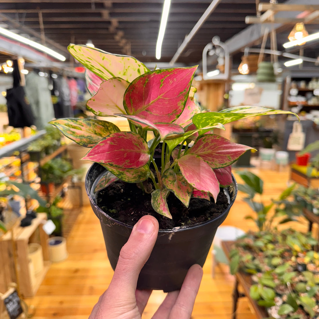 Aglaonema Red Zircon