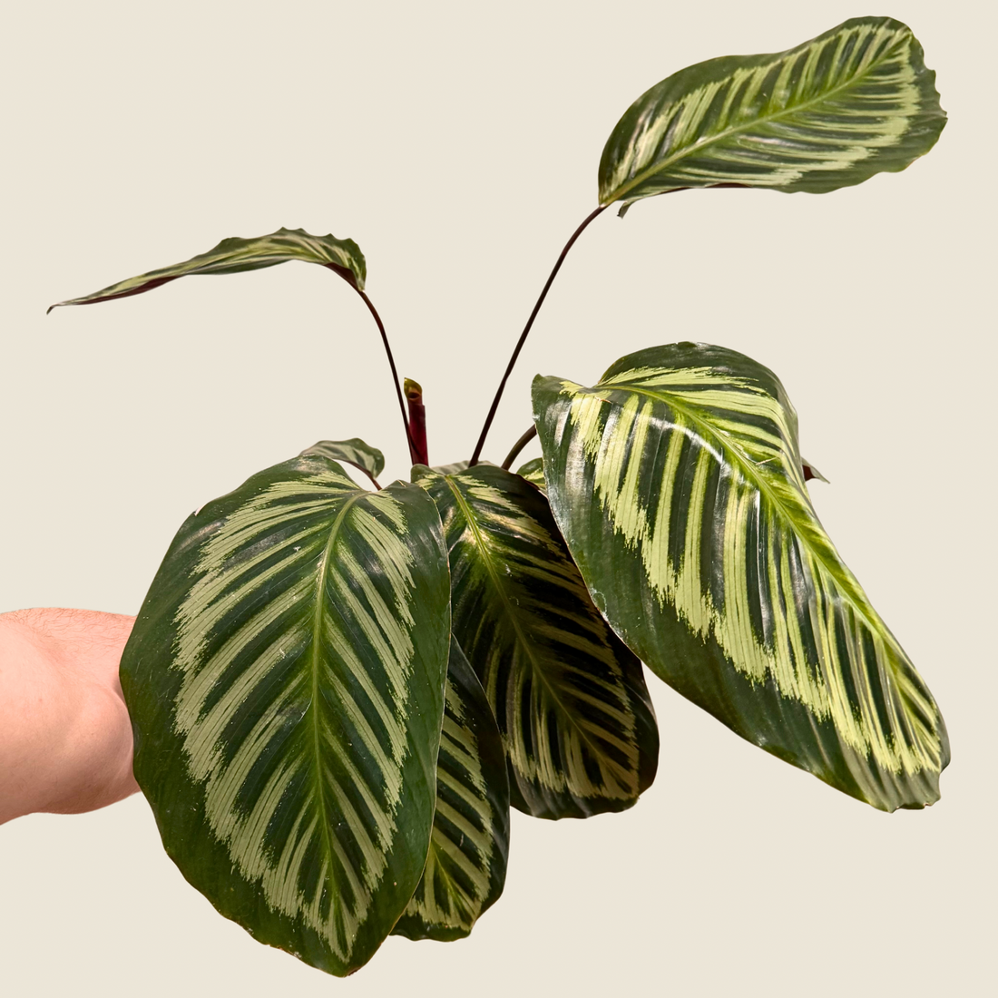 6&quot; Calathea Red Peacock