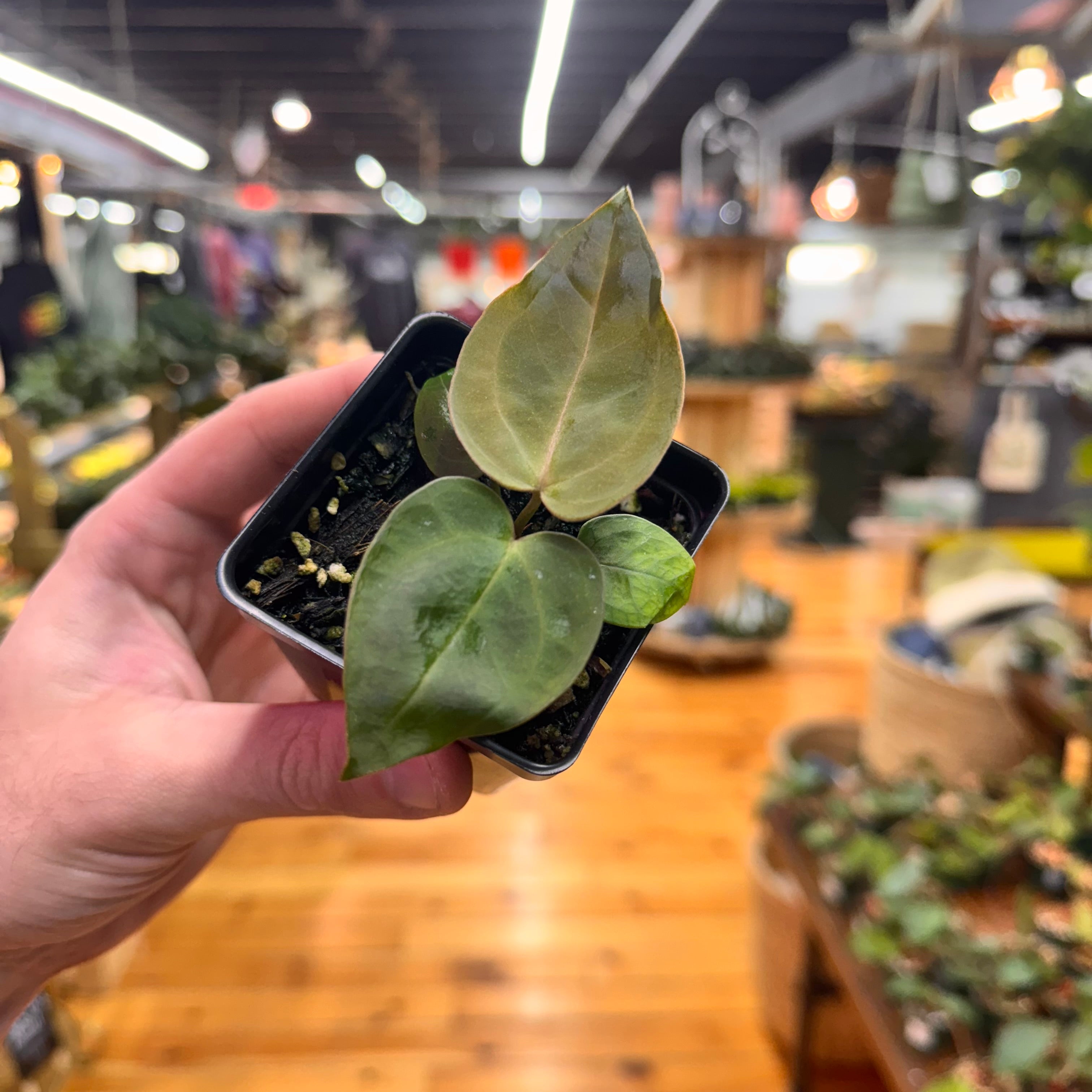 Anthurium (Brielle x Zara) x Indo Port