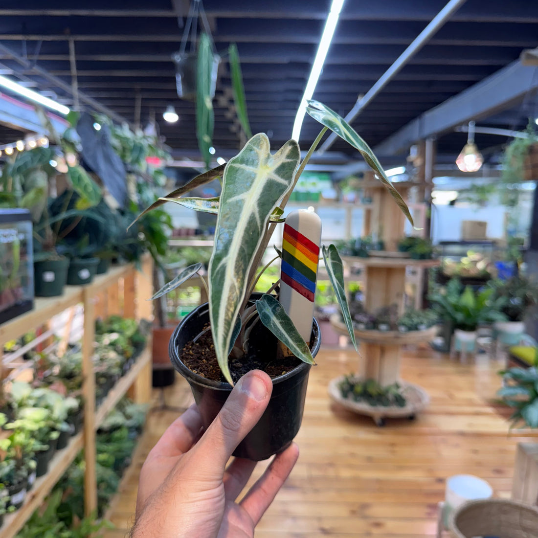 Alocasia Bambino