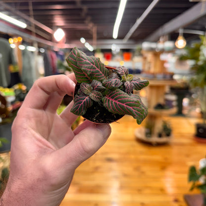 Fittonia &
