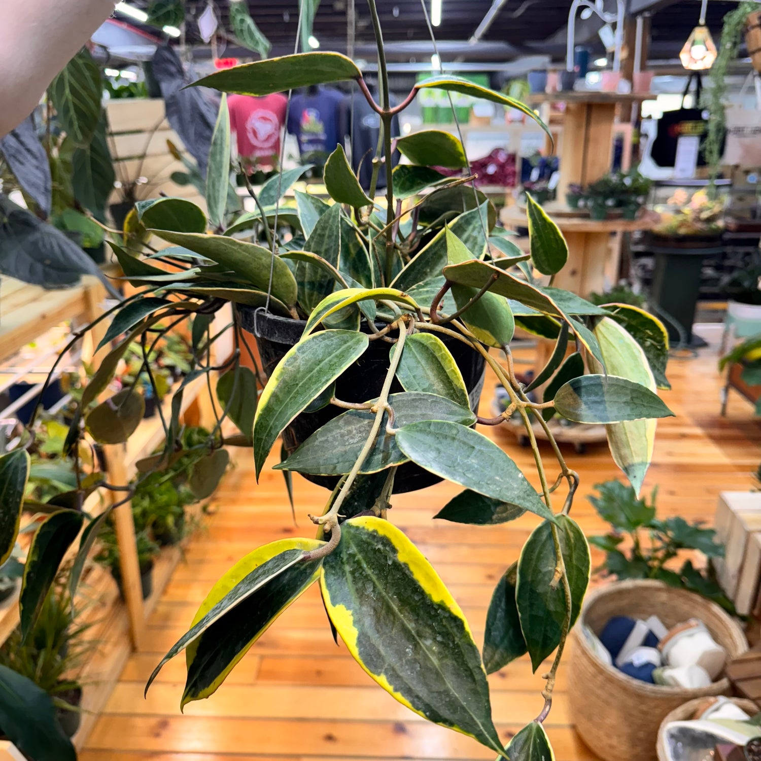 Hoya Macrophylla