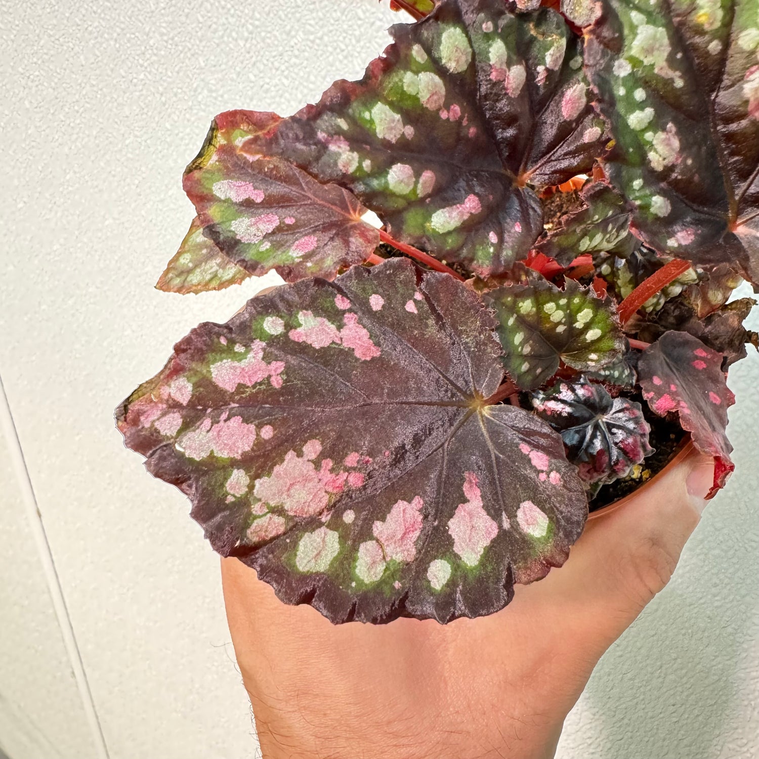 Begonia Etna