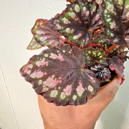 Begonia Etna