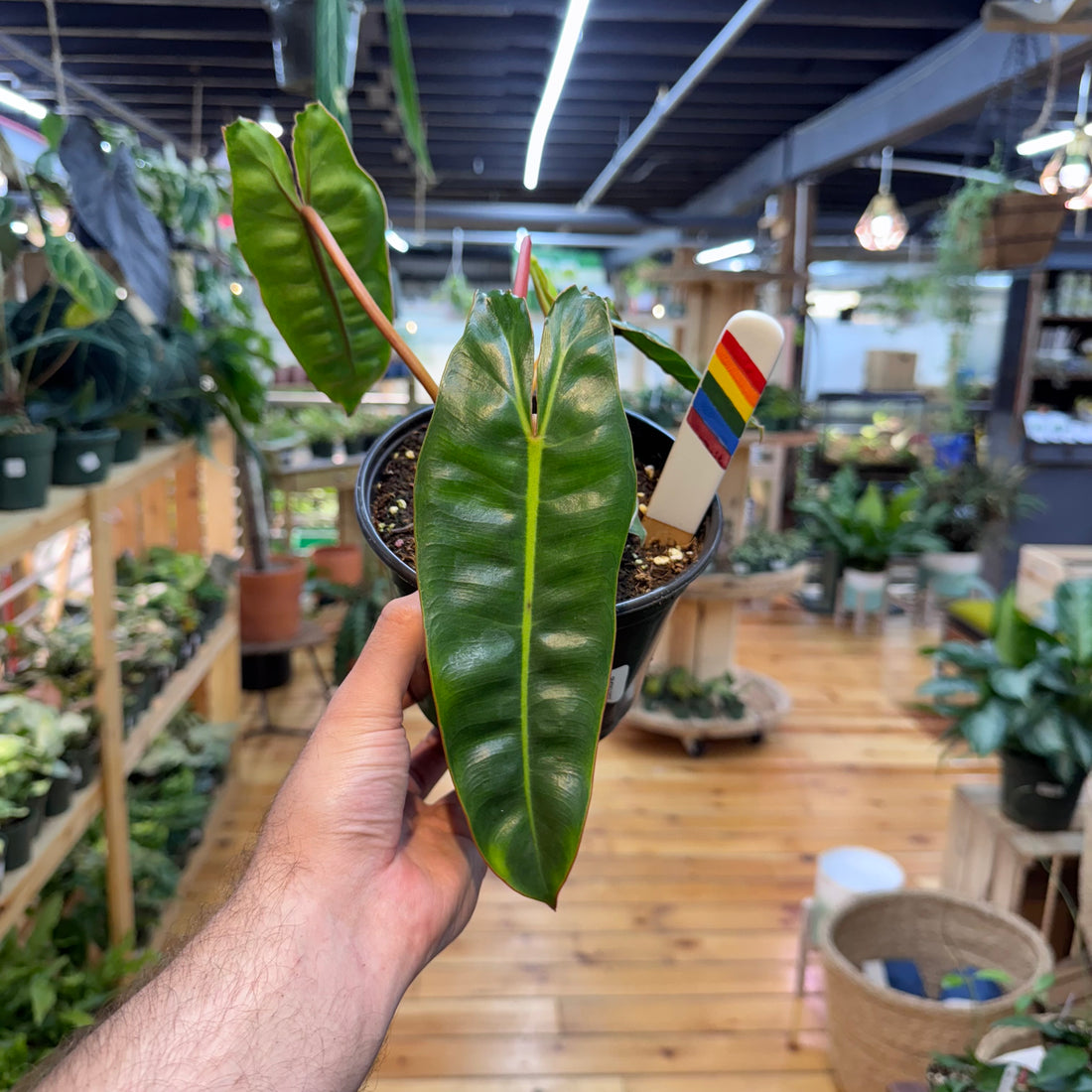 Philodendron Billietiae