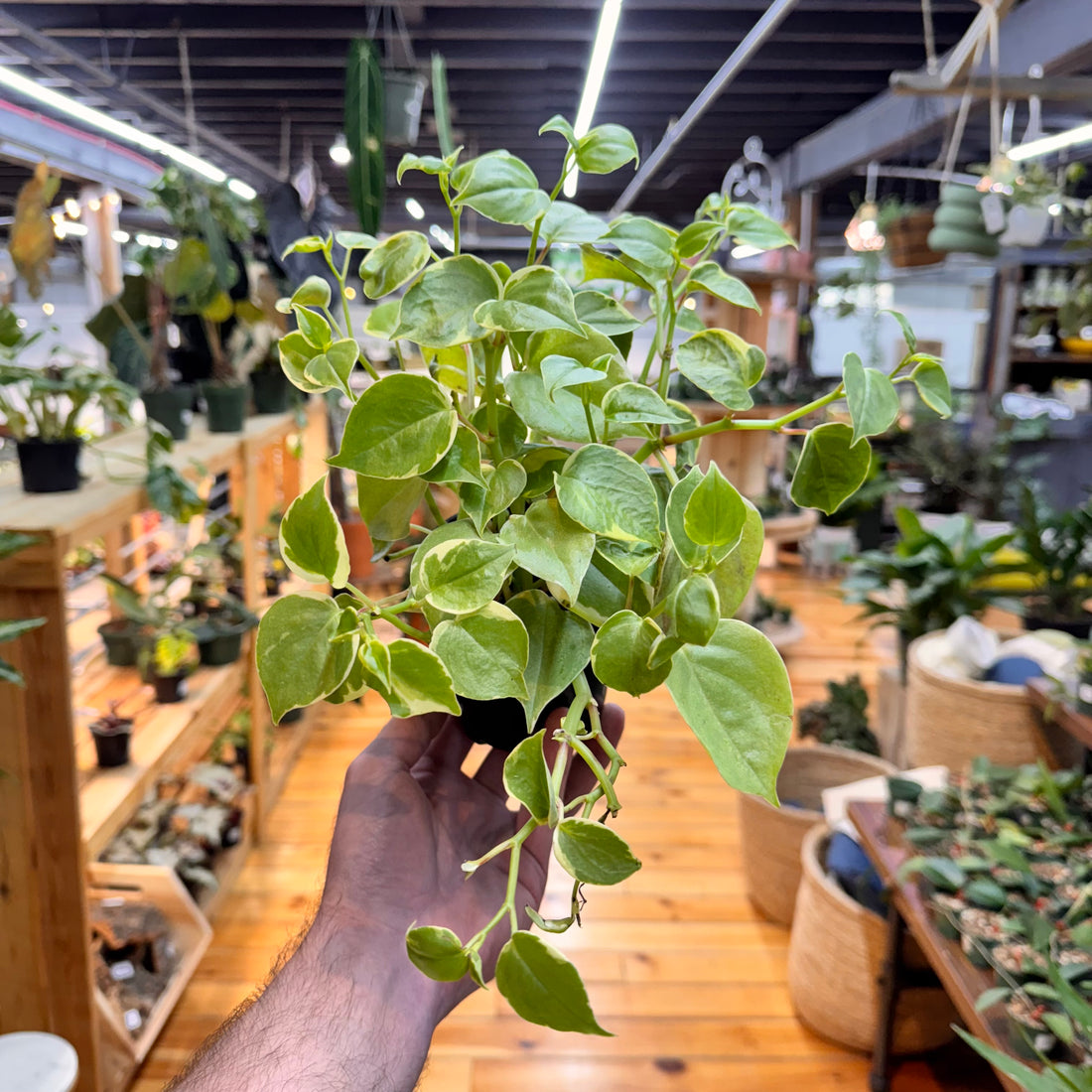 Peperomia Cupid