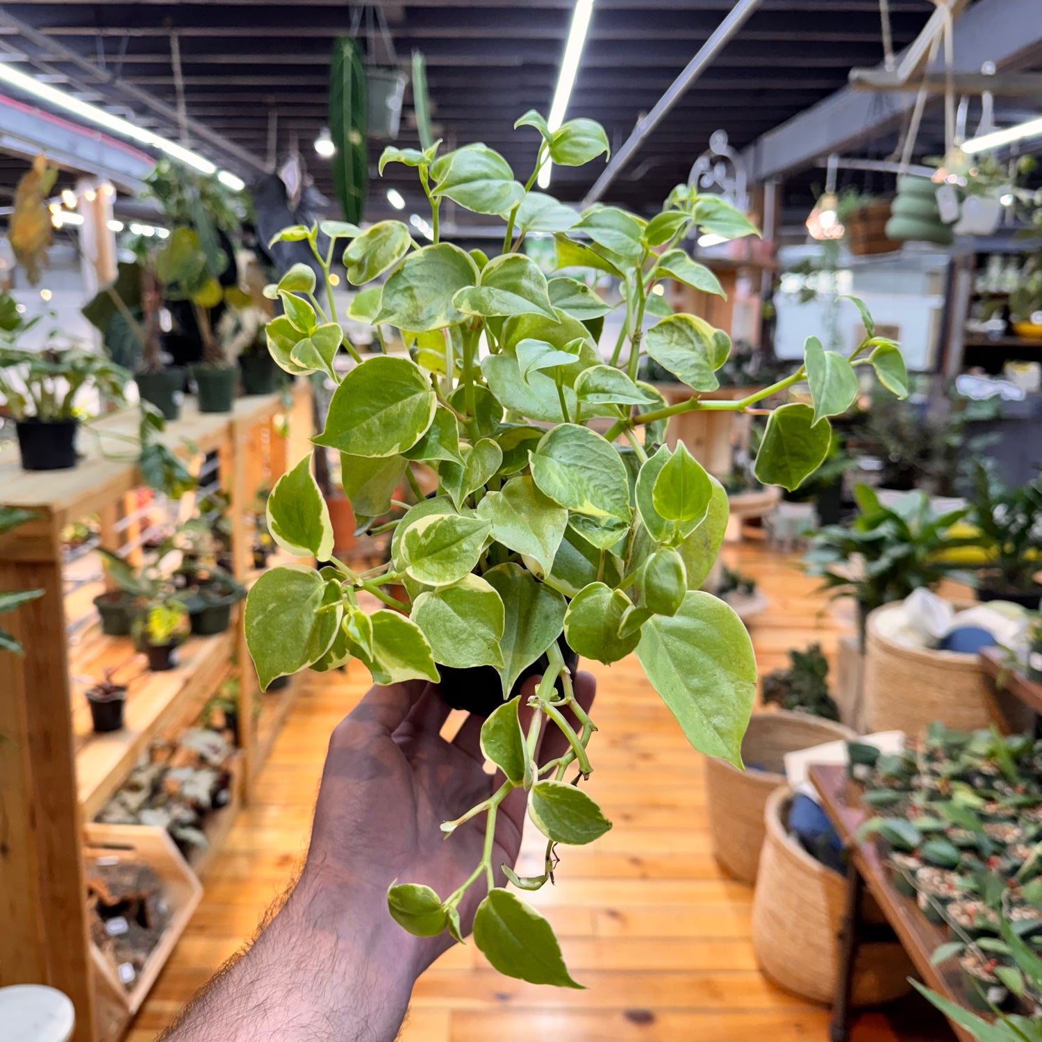 Peperomia Cupid