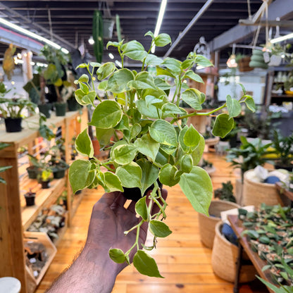 Peperomia Cupid